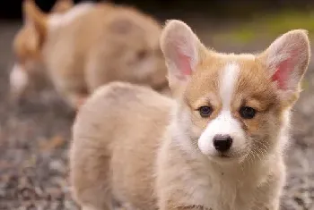 柯基犬幼犬应该如何挑选