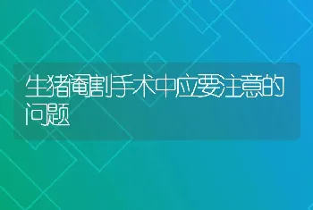 生猪阉割手术中应要注意的问题