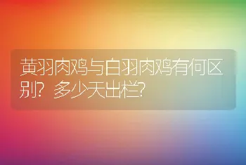 黄羽肉鸡与白羽肉鸡有何区别?多少天出栏?