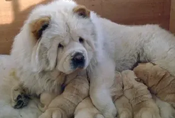 选购松狮犬需要注意的八个细节