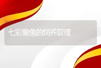 七彩獭兔的饲养管理