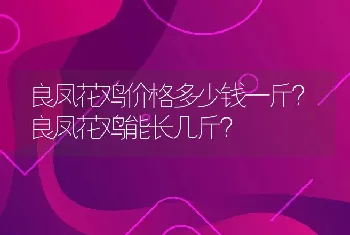 良凤花鸡价格多少钱一斤？良凤花鸡能长几斤？