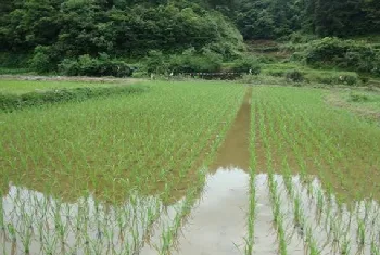 稻田养殖鲫鱼技术