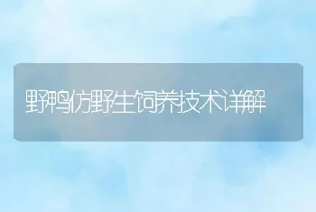 野鸭仿野生饲养技术详解