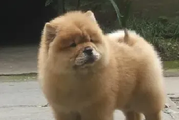 选购松狮犬要观察它的鼻子