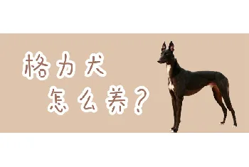 格力犬怎么养