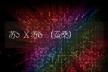 苏5X苏6（蚕桑）