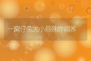 一窝仔兔大小悬殊咋调养