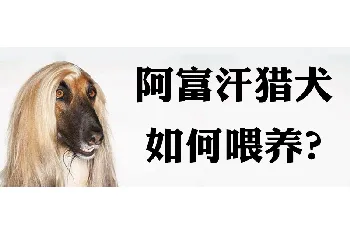 阿富汗猎犬如何喂养