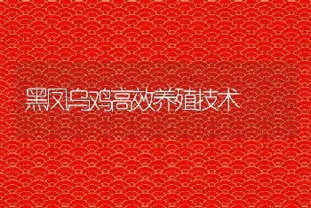 黑凤乌鸡高效养殖技术