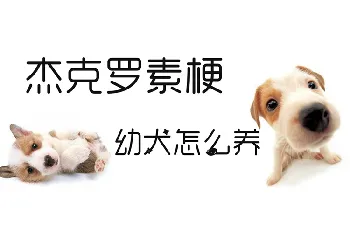 杰克罗素梗幼犬怎么养