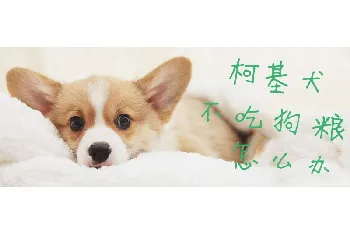 柯基犬不吃狗粮怎么办