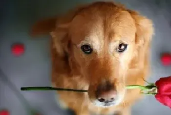 如何正确地喂食流浪猫狗?