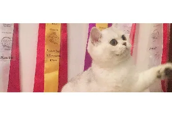 猫咪突然不吃猫粮