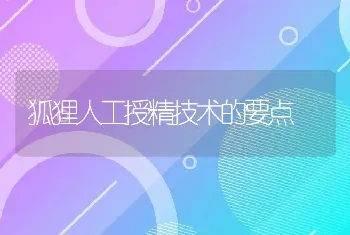 狐狸人工授精技术的要点