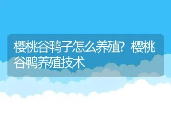 樱桃谷鸭子怎么养殖?樱桃谷鸭养殖技术