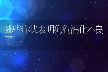 哪些症状表明狗狗消化不良了