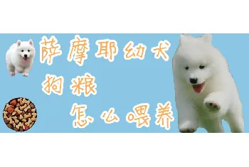 萨摩耶幼犬狗粮怎么喂养