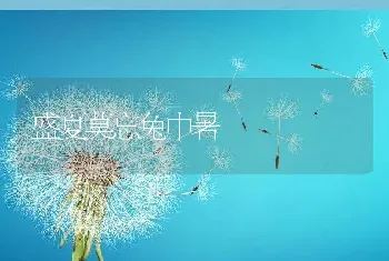 盛夏莫忘兔中暑