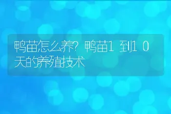 鸭苗怎么养？鸭苗1到10天的养殖技术