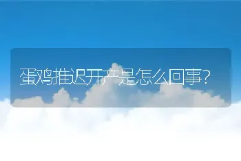 蛋鸡推迟开产是怎么回事？