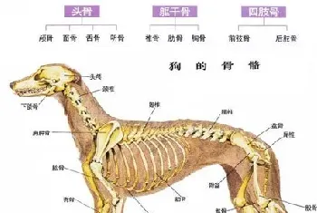 狗狗骨骼系统结构及生长发育