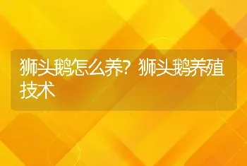 狮头鹅怎么养？狮头鹅养殖技术