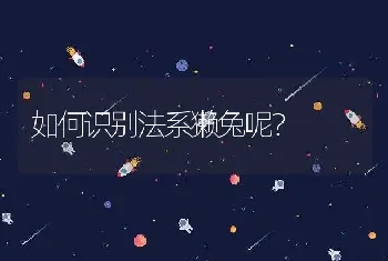 如何识别法系獭兔呢？