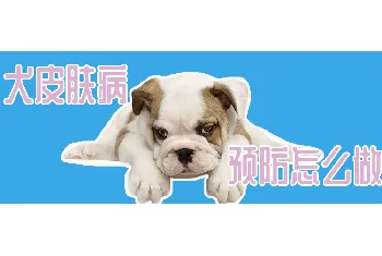 犬皮肤病预防怎么做