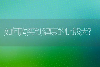 如何购买到健康的比熊犬?