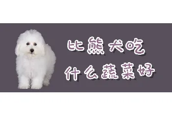 比熊犬吃什么蔬菜好