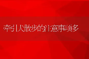 牵引犬散步的注意事项多