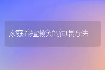 家庭养殖獭兔的饲喂方法