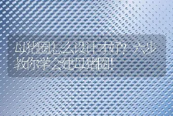 母猪圈怎么设计才好？六步教你学会建母猪圈！