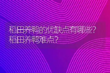 稻田养鸭的优缺点有哪些？稻田养鸭难点？