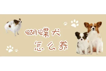 蝴蝶犬怎么养