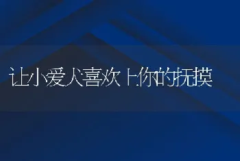 让小爱犬喜欢上你的抚摸