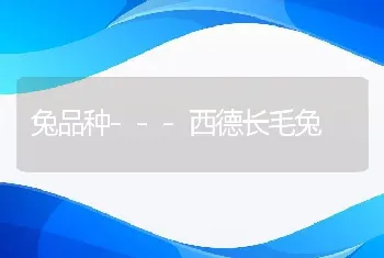 兔品种---西德长毛兔