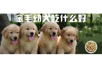 金毛幼犬吃什么好