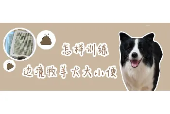 怎样训练边境牧羊犬大小便