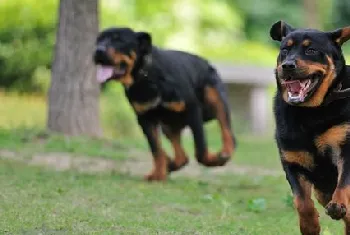 罗威纳犬怎么训练看家 罗威纳犬看家训练