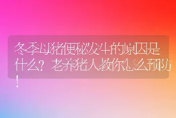 冬季母猪便秘发生的原因是什么？老养猪人教你怎么预防！