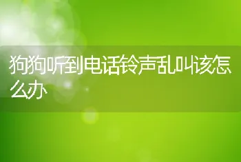 狗狗听到电话铃声乱叫该怎么办