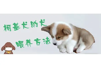 柯基犬幼犬喂养方法