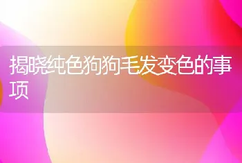 揭晓纯色狗狗毛发变色的事项