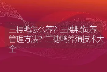 三穗鸭怎么养？三穗鸭饲养管理方法？三穗鸭养殖技术大全