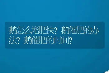 鹅怎么增肥快?鹅催肥的办法?鹅催肥的时间?