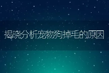 揭晓分析宠物狗掉毛的原因