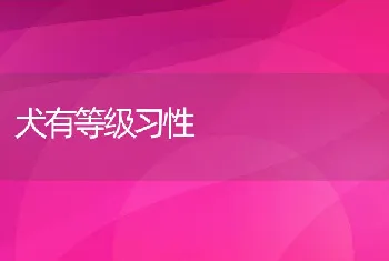 犬有等级习性