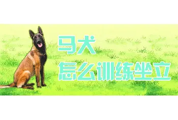 马犬怎么训练坐立